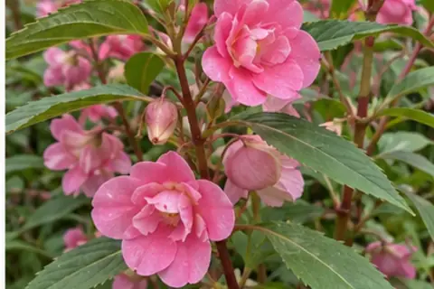 凤仙花