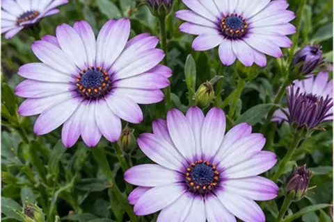 蓝眼菊