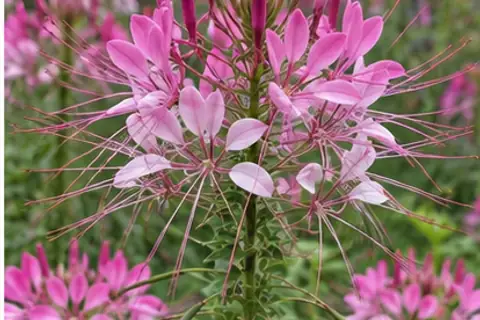 醉蝶花