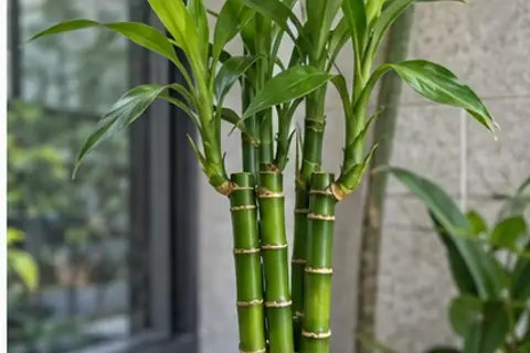 富贵竹