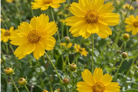 金鸡菊