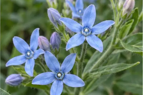 蓝星花