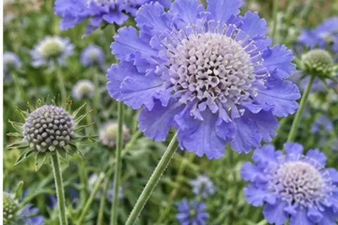 蓝盆花
