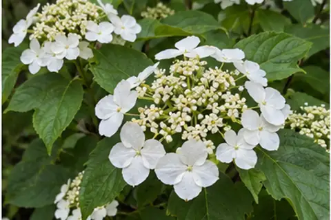 琼花