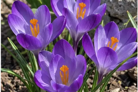 番红花