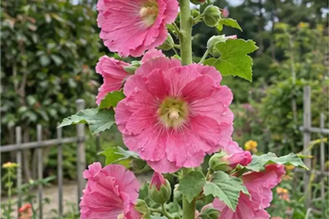 蜀葵