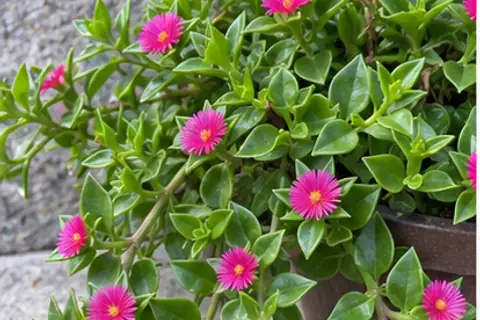 牡丹吊兰