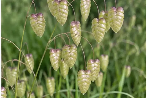 姬小判草
