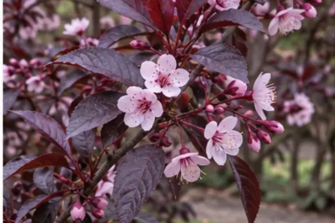 紫叶矮樱