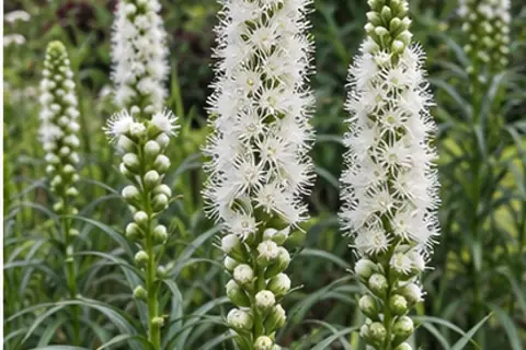 蛇鞭菊白花品种