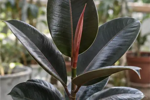 橡皮树
