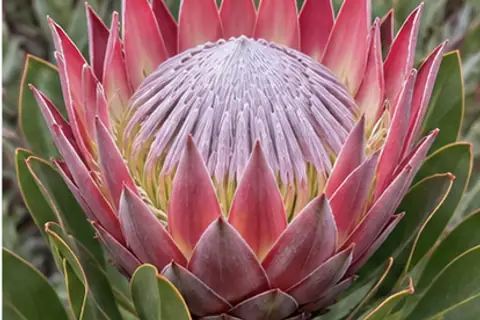 帝王花