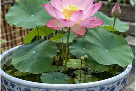 碗莲