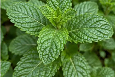 薄荷