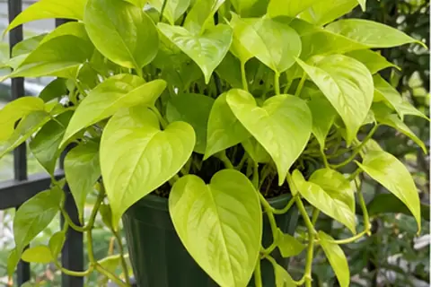 黄金葛