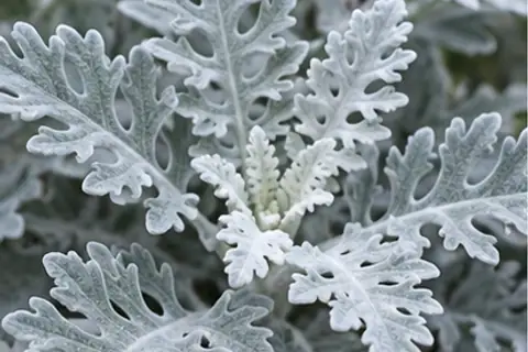 银叶菊