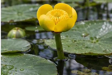 萍蓬草