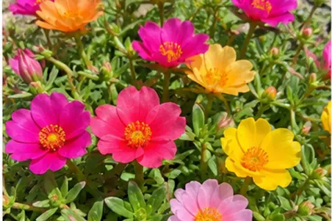 太阳花