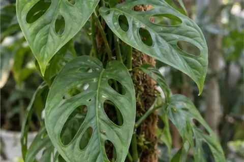 仙洞龟背竹