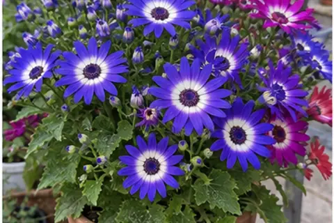 瓜叶菊 (Cineraria grandiflora)