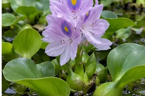凤眼莲/水葫芦