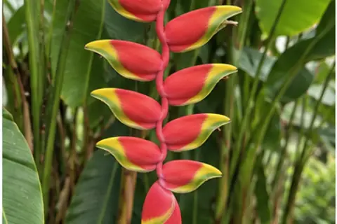 鸟蕉