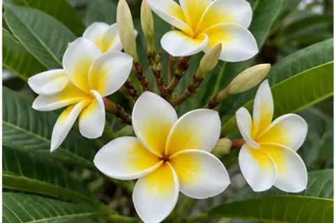 鸡蛋花