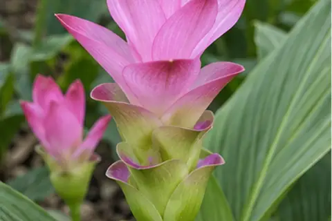 姜荷花