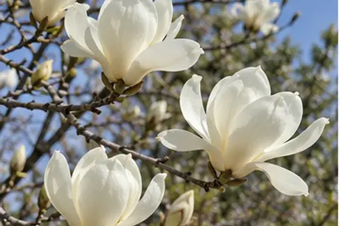 玉兰