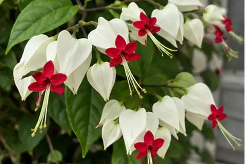 龙吐珠