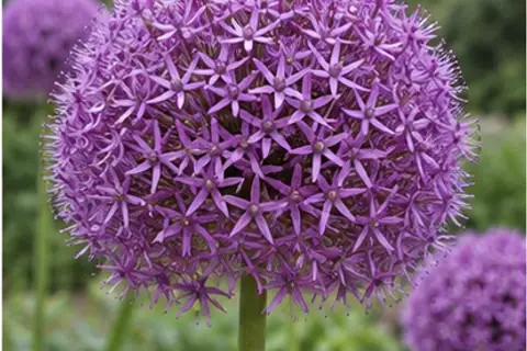 葱花/大花葱
