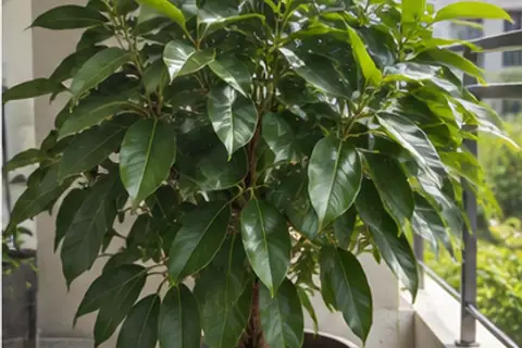 平安树