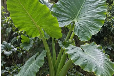滴水观音