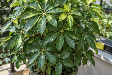 鸭脚木/鹅掌柴