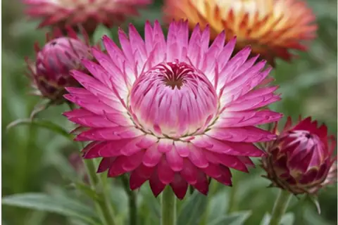麦秆菊