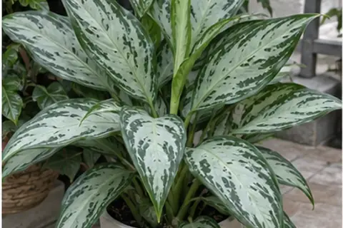 银皇后