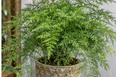 文竹