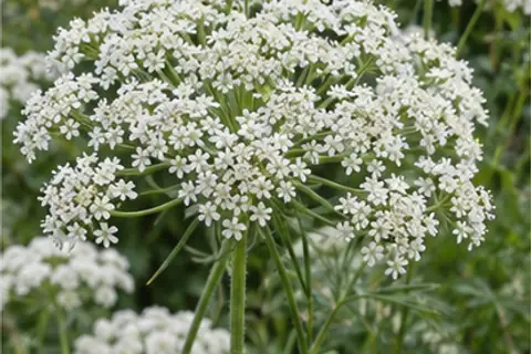 蕾丝花