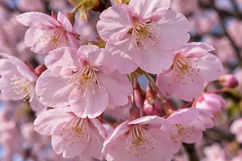 樱花