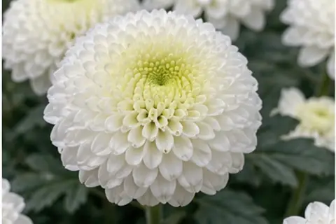 乒乓菊