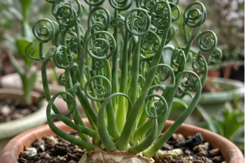 弹簧草