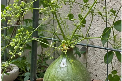 苍角殿