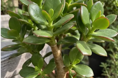 玉树