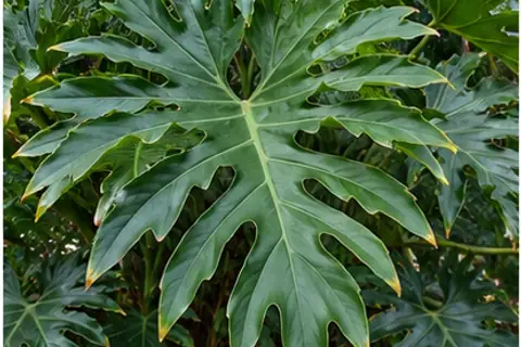 春羽