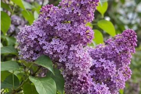 丁香花