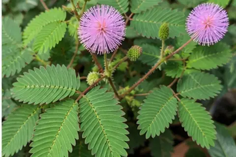 含羞草