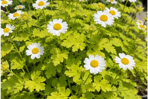 黄金菊