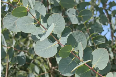 尤加利树