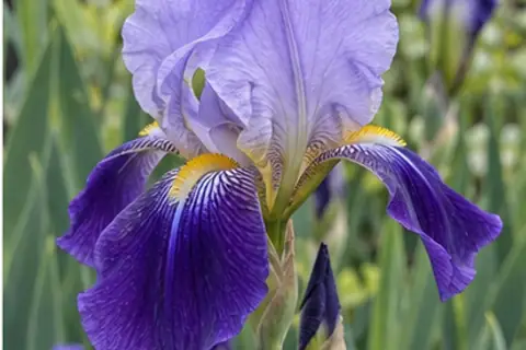 鸢尾花