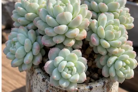 劳尔/帕米尔玫瑰